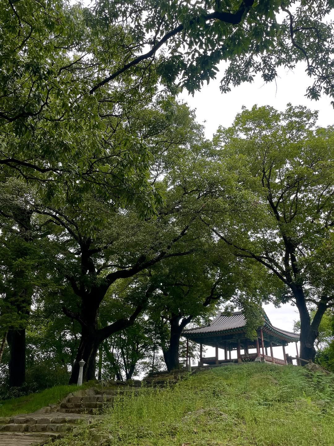 Photo by Kim Shinji on September 11, 2025. May be an image of Angel Oak tree, park and text.
