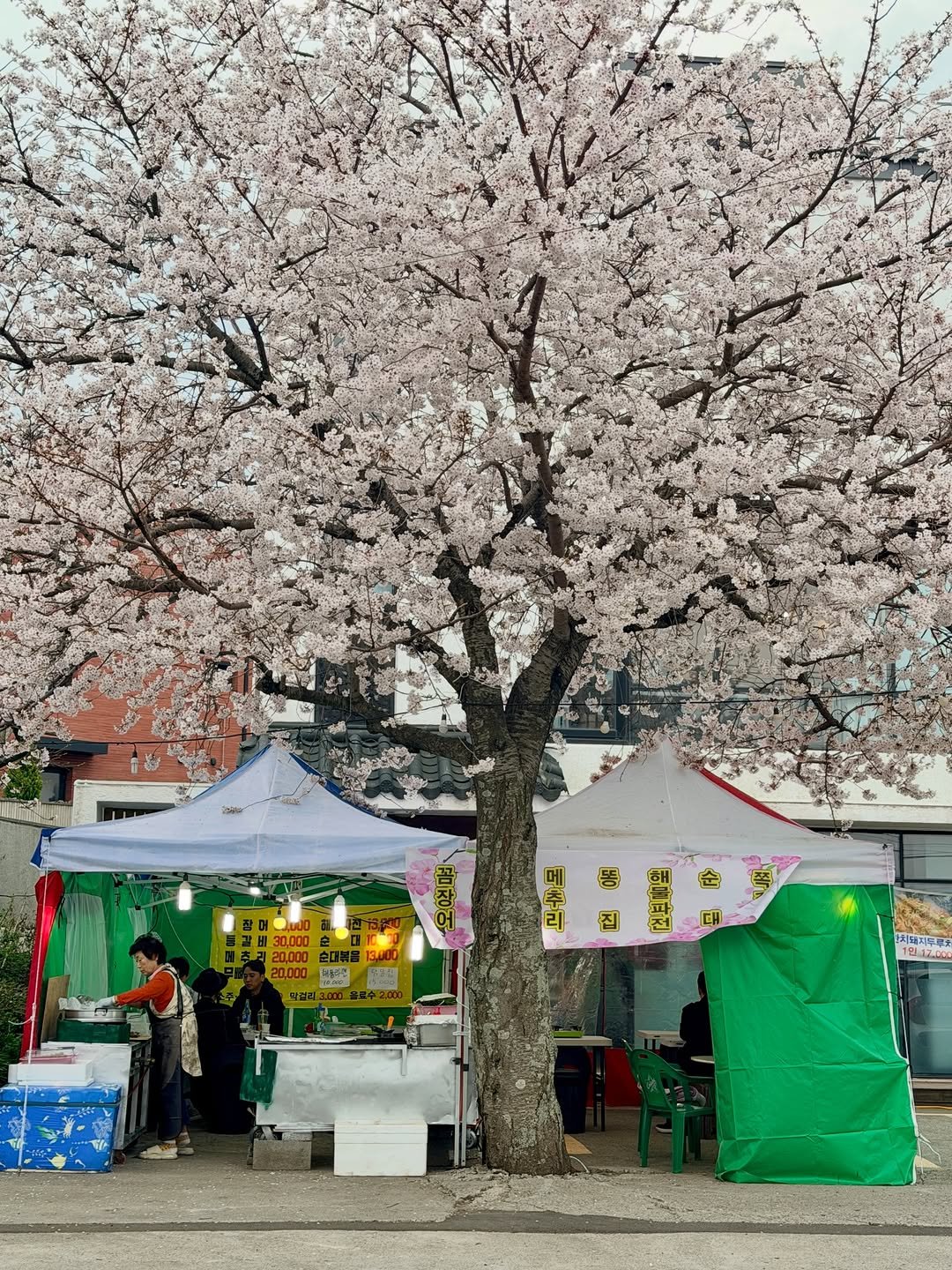 from4rest 게시물 이미지: •
올해 첫 야장은 제주 벚꽃 포차에서 개시했더랬다. 봄비가 토독토독 내리기...