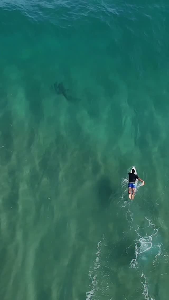 gabrielmedina 게시물 이미지: amigo amigo amigo 🦈 - 

@renatotinoco