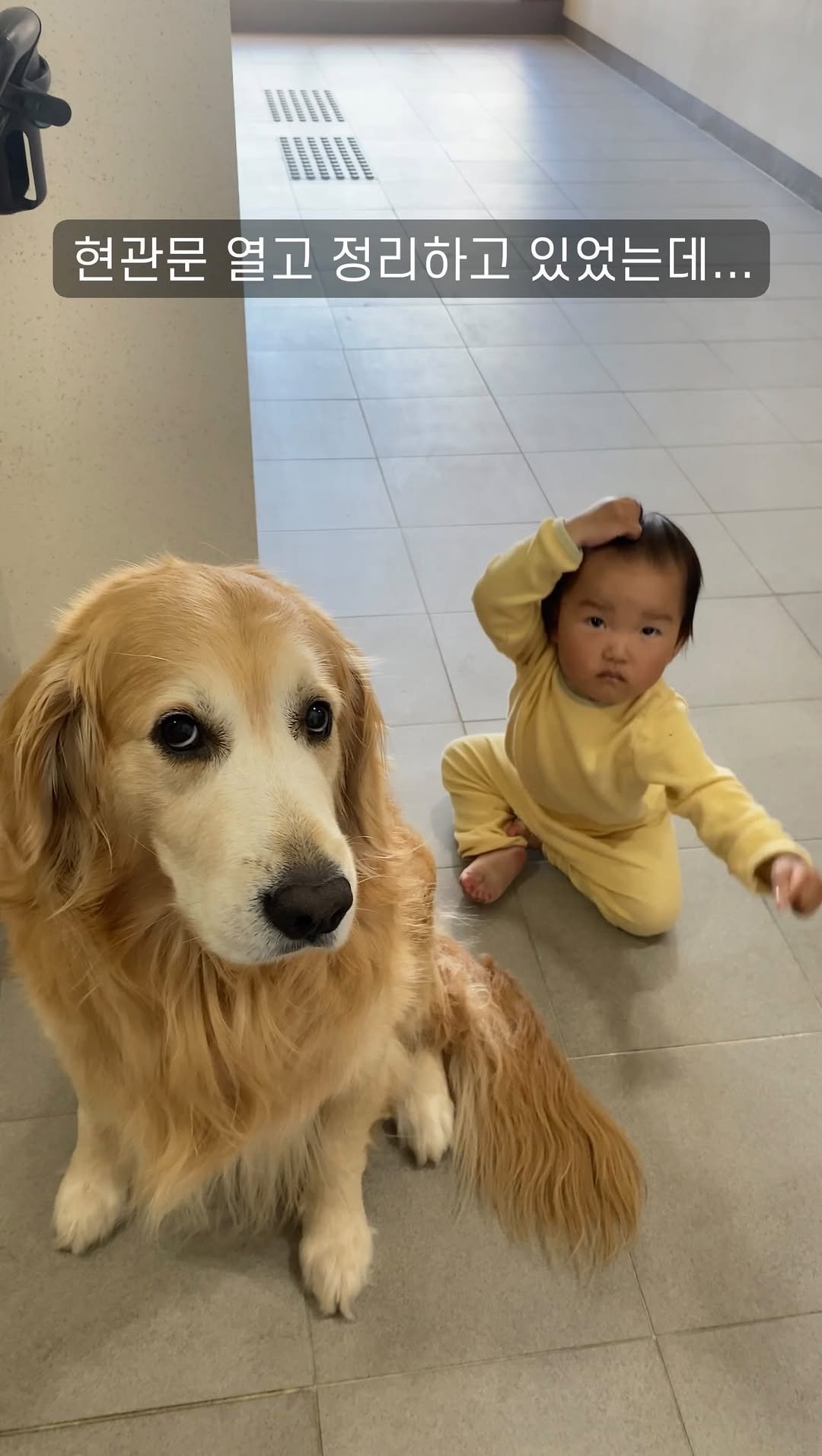 gaemungchi 게시물 이미지: -
현관문 열린 틈을 타고 탈출한 아기와 천사 리트리버 반응

당근한다고 현관문...