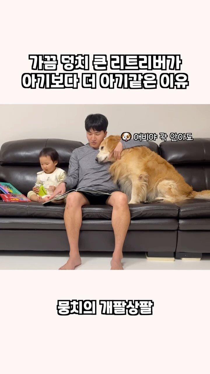 gaemungchi 게시물 이미지: -
가끔 덩치 큰 리트리버가 아기보다 더 아기같은 이유
우리개는 덩치는 곰만...