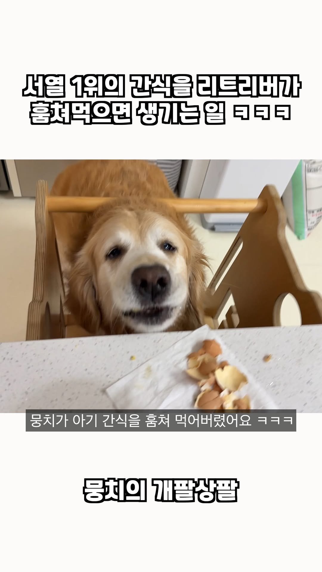 gaemungchi 게시물 이미지: -
서열 1위의 간식을 리트리버가 훔쳐먹으면 생기는 일 ㅋㅋㅋ

계란 껍질까는...