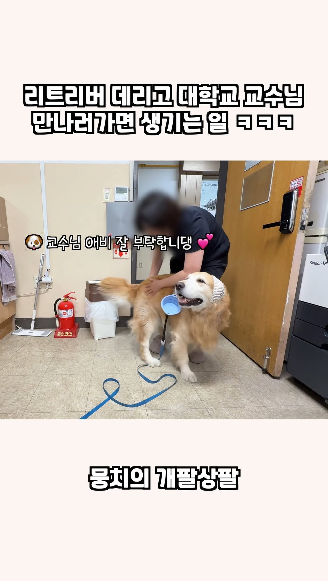 gaemungchi 게시물 이미지: -
리트리버 데리고 대학교 교수님 만나러가면 생기는 일 ㅋㅋㅋ

제가 살다 살다...