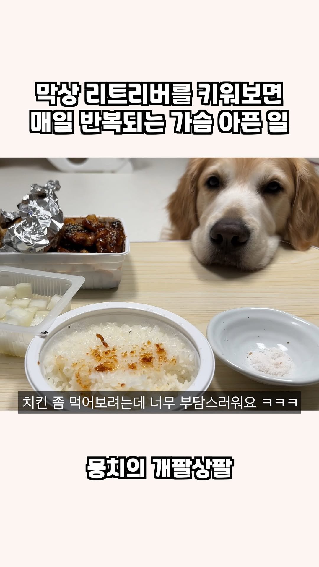 gaemungchi 게시물 이미지: -
막상 리트리버 키워보면 매일 반복되는 가슴 아픈 일
뭉치 처음 키우고 제일...