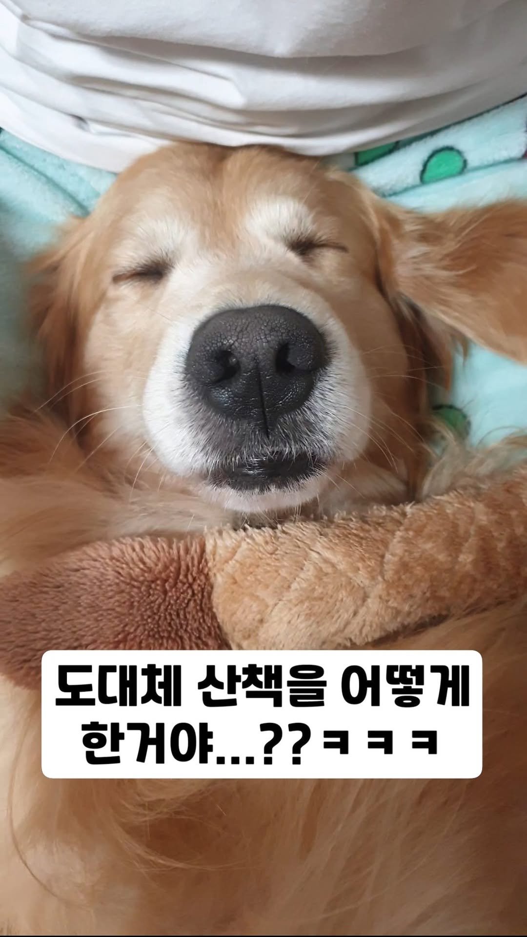 gaemungchi 게시물 이미지: -
도대체 산책을 어떻게 한거야…??ㅋㅋㅋ

뭉치가 산책을 하고 씻기고 말리는데...