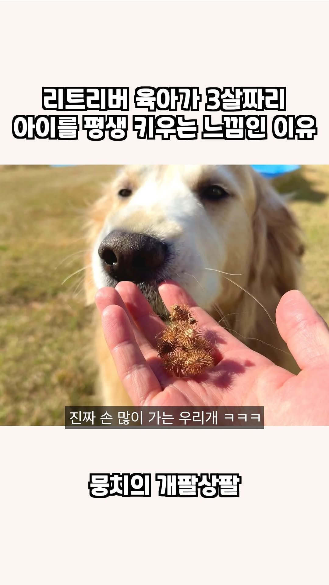 gaemungchi 게시물 이미지: -
리트리버 육아가 3살짜리 아이를 평생 키우는 느낌인 이유

잠깐이면 충분해요…...