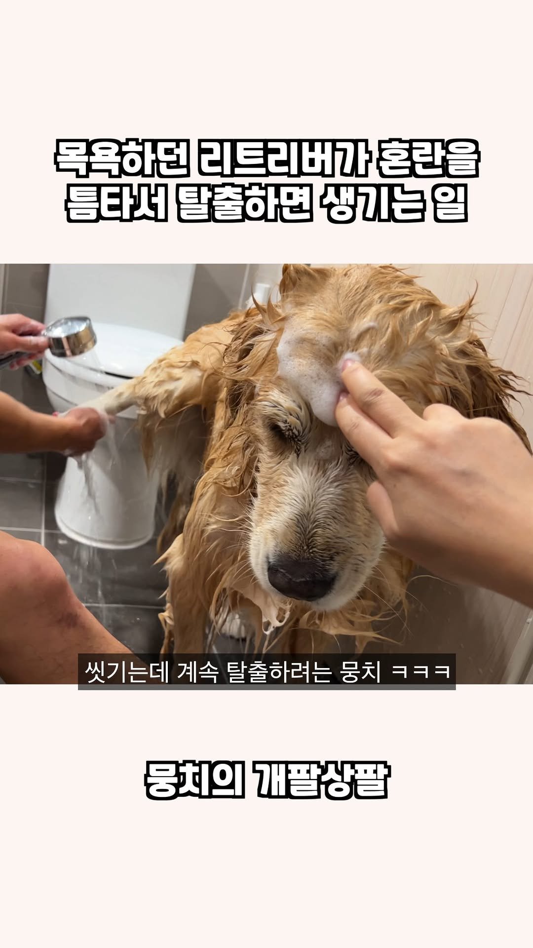 gaemungchi 게시물 이미지: -
목욕하던 리트리버가 혼란을 틈타서 탈출하면 생기는 일
우리개가 오늘따라 계속...