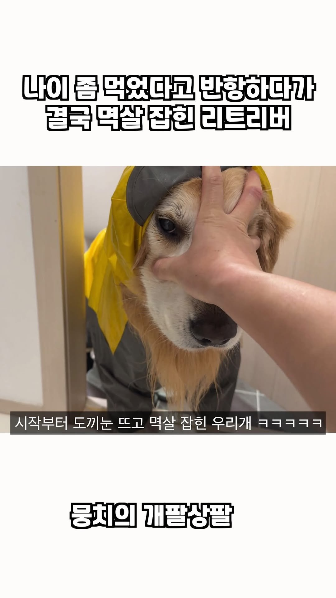 gaemungchi 게시물 이미지: -
나이 좀 먹었다고 반항하다가 결국 멱살 잡힌 리트리버

우리개가 나이 좀...