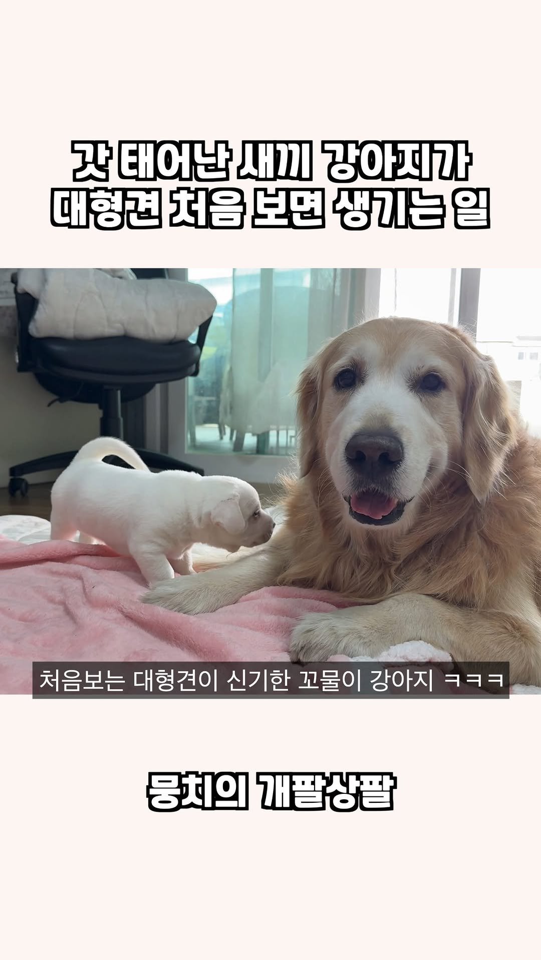 gaemungchi 게시물 이미지: -
갓 태어난 새끼 강아지가 대형견 처음보면 생기는 일

대형견 처음 본 꼬물이가...
