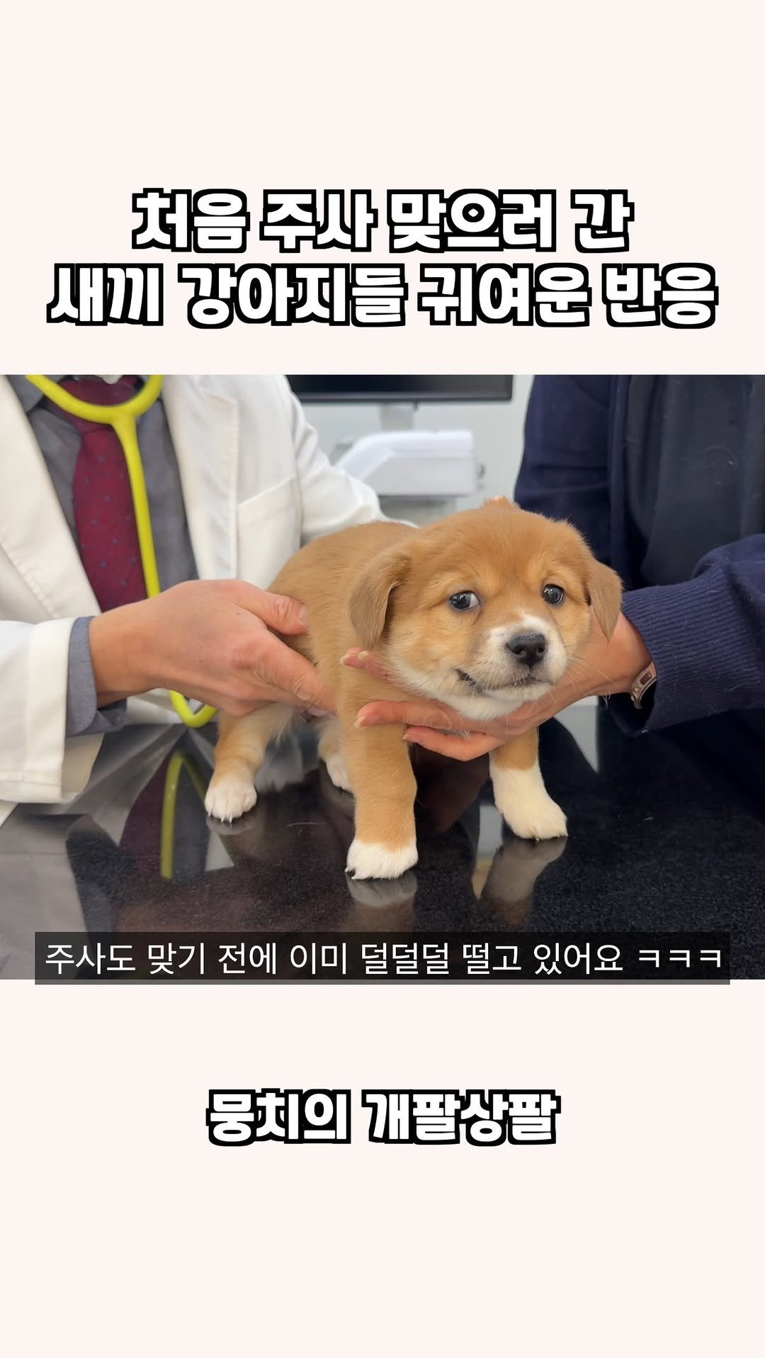 gaemungchi 게시물 이미지: -
처음 주사 맞으러 간 새끼 강아지들의 귀여운 반응

애들 병원 오자마자 히융히융...