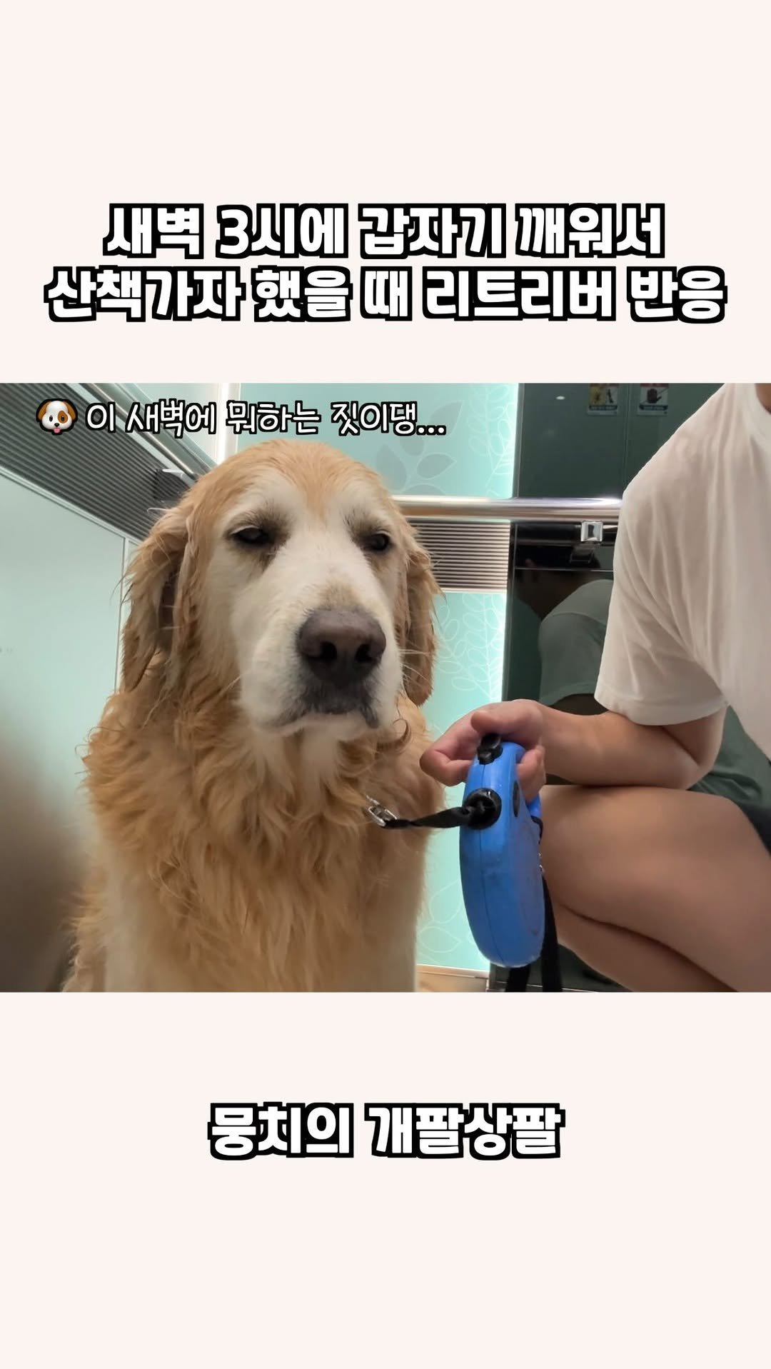 gaemungchi 게시물 이미지: -
새벽 3시에 갑자기 깨워서 산책가자 했을 때 리트리버 반응

뭉치네가 빵집을...