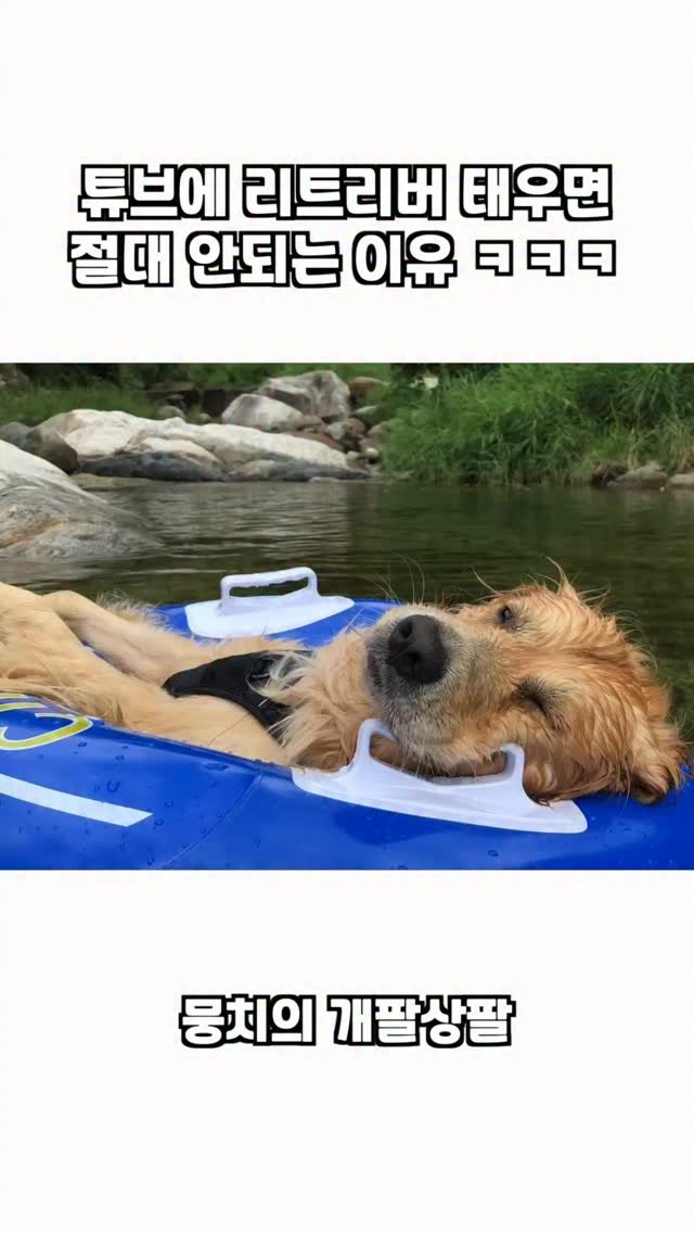 gaemungchi 게시물 이미지: -
튜브에 리트리버 태우면 절대 안되는 이유ㅋㅋㅋ

어제는 뭉치 10번째...