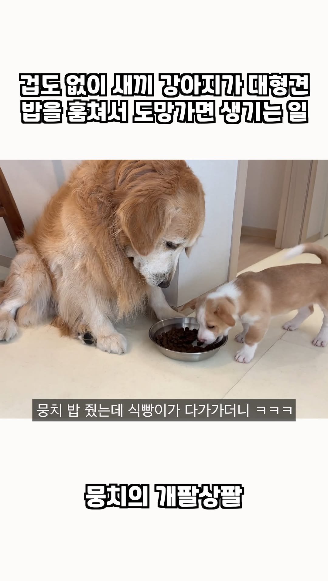 gaemungchi 게시물 이미지: -
겁도 없이 새끼 강아지가 대형견 밥을 훔쳐가면 생기는 일 ㅋㅋㅋ

뭉치 밥을...