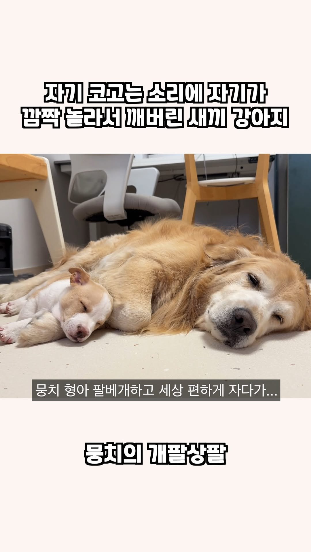 gaemungchi 게시물 이미지: -
자기 코고는 소리에 자기가 깜짝 놀러서 깨버린 새끼 강아지

식빵이 다시...