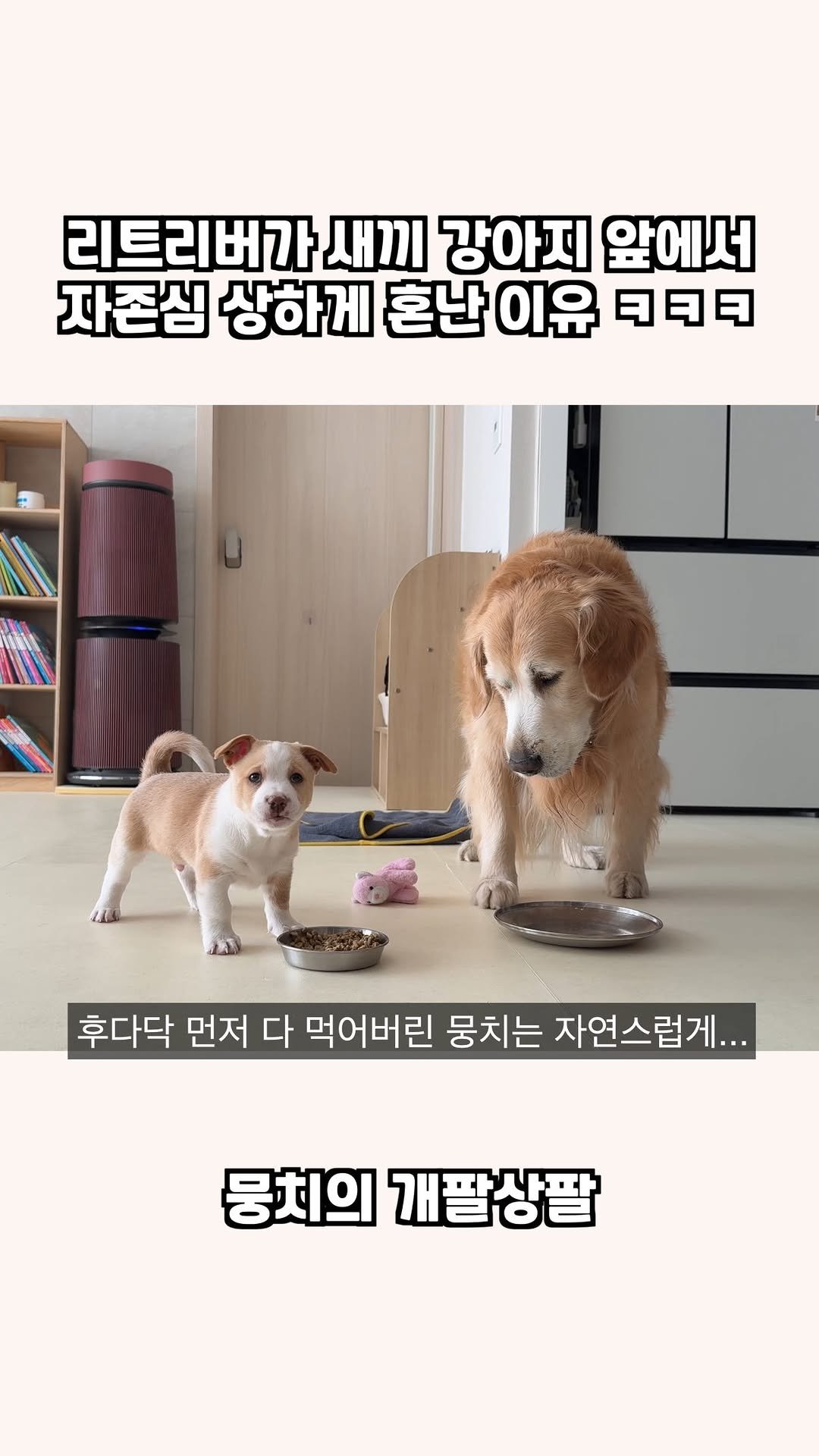 gaemungchi 게시물 이미지: -
리트리버가 새끼 강아지 앞에서 자존심 상하게 혼난 이유 ㅋㅋㅋ

뭉치 밥 먼저...