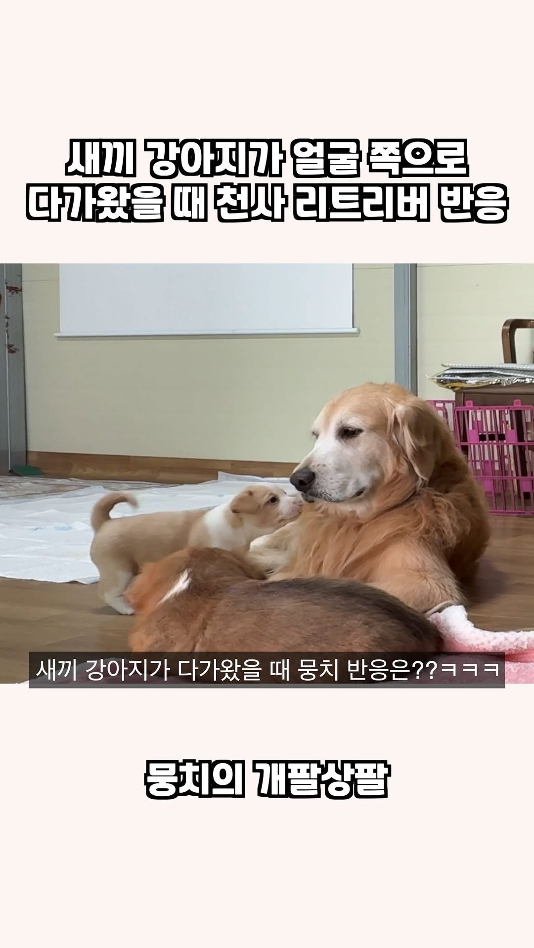 gaemungchi 게시물 이미지: -
새끼 강아지가 얼굴 쪽으로 다가왔을 때 천사 리트리버 반응

우리개는 덩치랑...