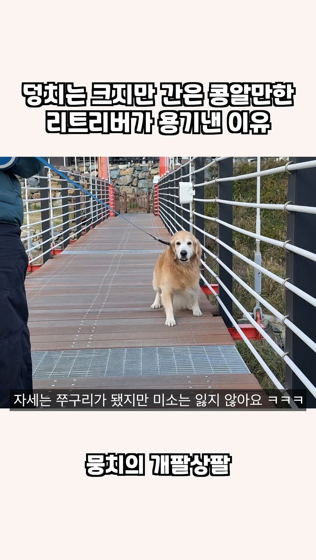 gaemungchi 게시물 이미지: -
덩치는 크지만 간은 콩알만한 리트리버가 용기낸 이유

우리개는 그덩치랑 안 맞게...