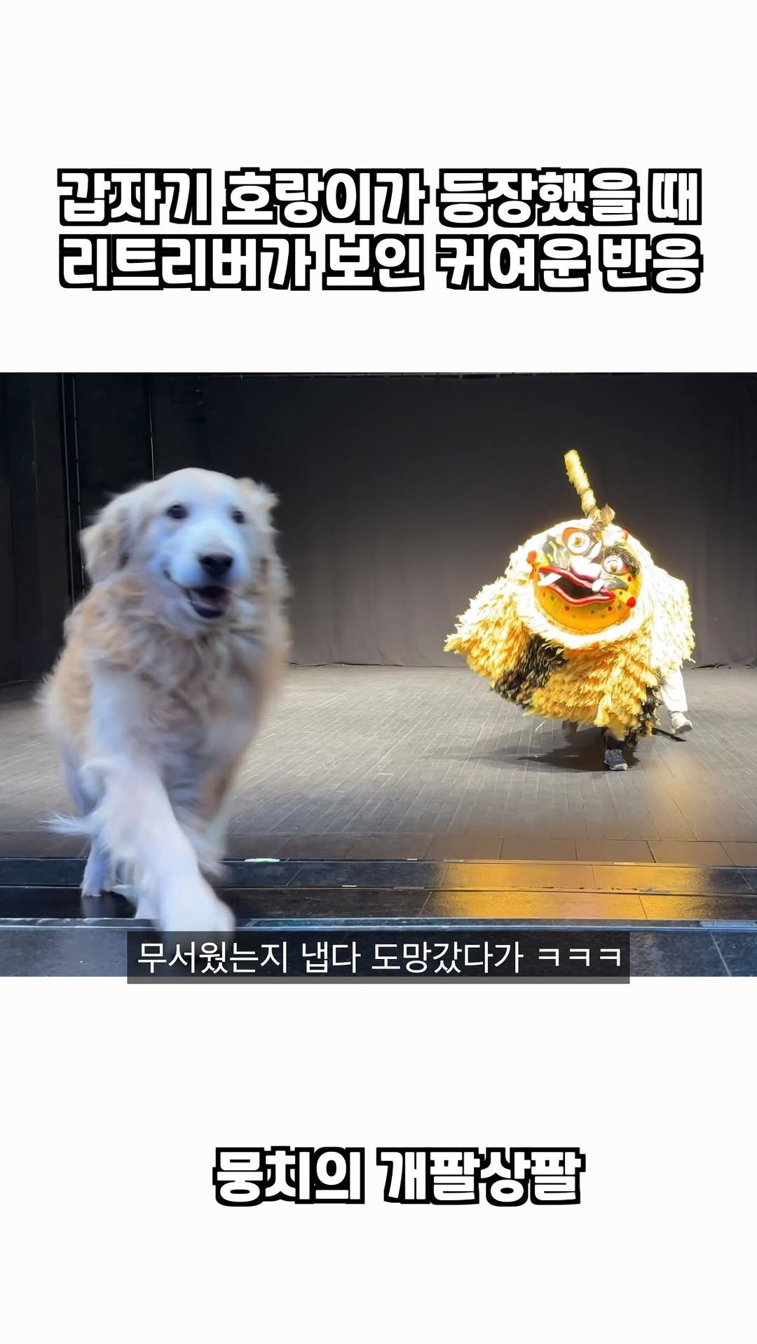 gaemungchi 게시물 이미지: -
갑자기 호랑이가 등장 했을 때 리트리버가 보인 커여운 반응 ㅋㅋㅋ

뭉치랑...