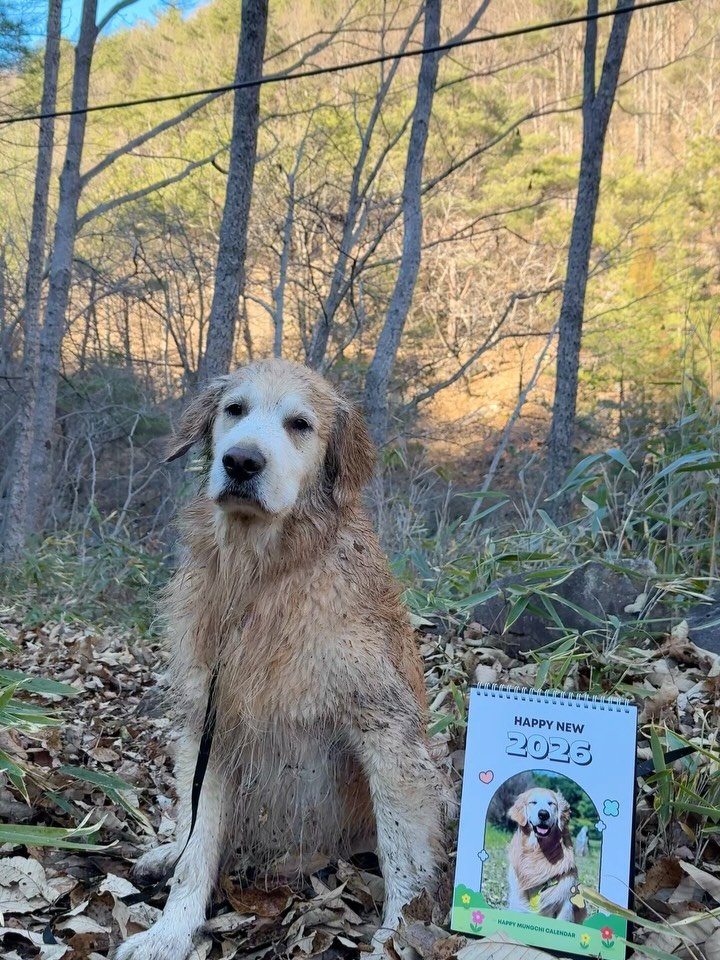 gaemungchi 게시물 이미지: 연말 파티 지대로 한 우리개…
뭉치는 신났지만 애비는 보기만해도 서터레스가...