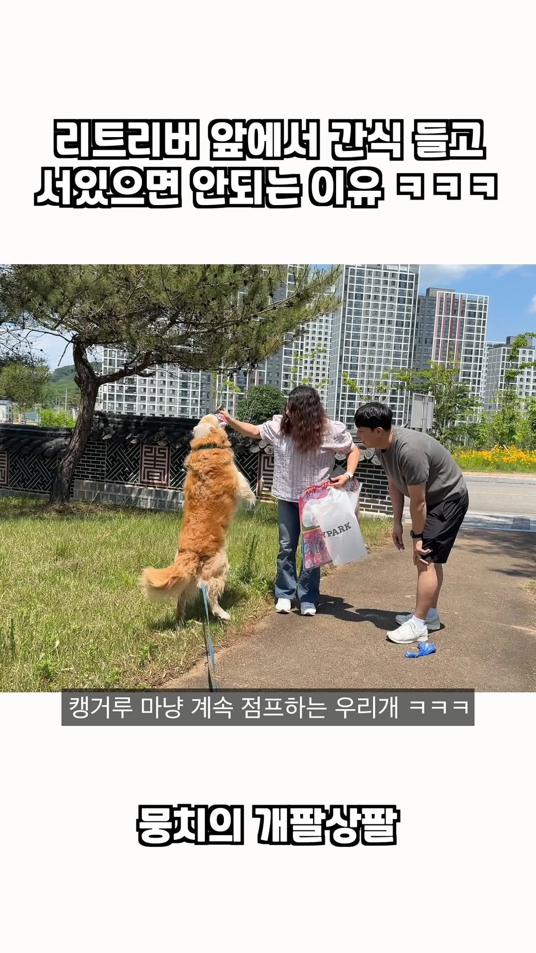 gaemungchi 게시물 이미지: -
리트리버 앞에서 간식 들고 서있으면 안되는 이유 ㅋㅋㅋ

뭉치랑 인사할 때 간식...