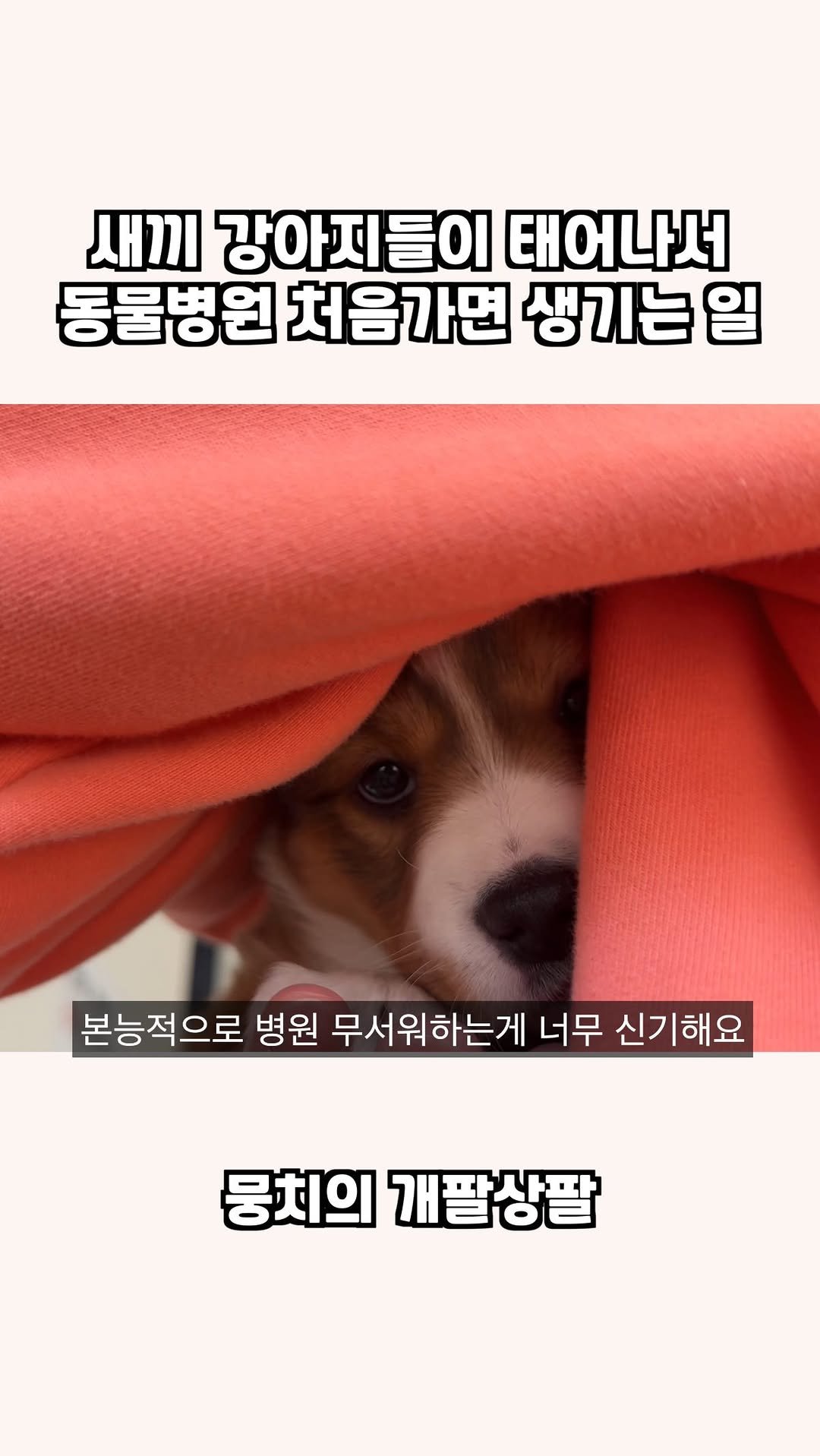 gaemungchi 게시물 이미지: -
새끼 강아지들이 태어나서 동물병원 처음가면 생기는 일

쿠키와 빵남매들 첫...