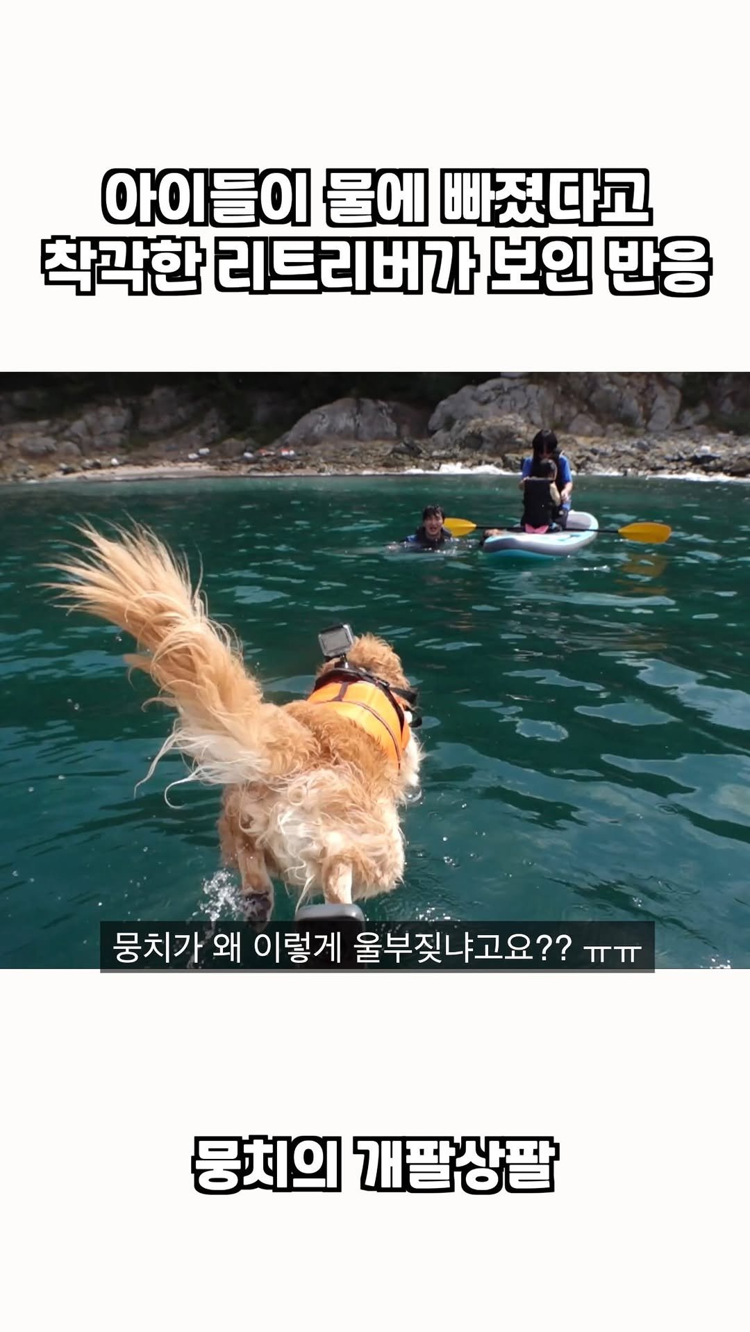 gaemungchi 게시물 이미지: -
아이들이 물에 빠졌다고 착각한 리트리버가 보인 반응

요트타고 동물농장...