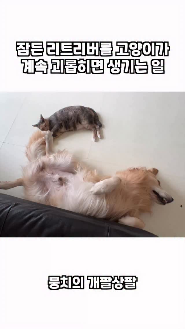 gaemungchi 게시물 이미지: -
잠든 리트리버를 고양이가 계속 괴롭히면 생기는 일 ㅋㅋㅋ

우리집 싸갈박스가...