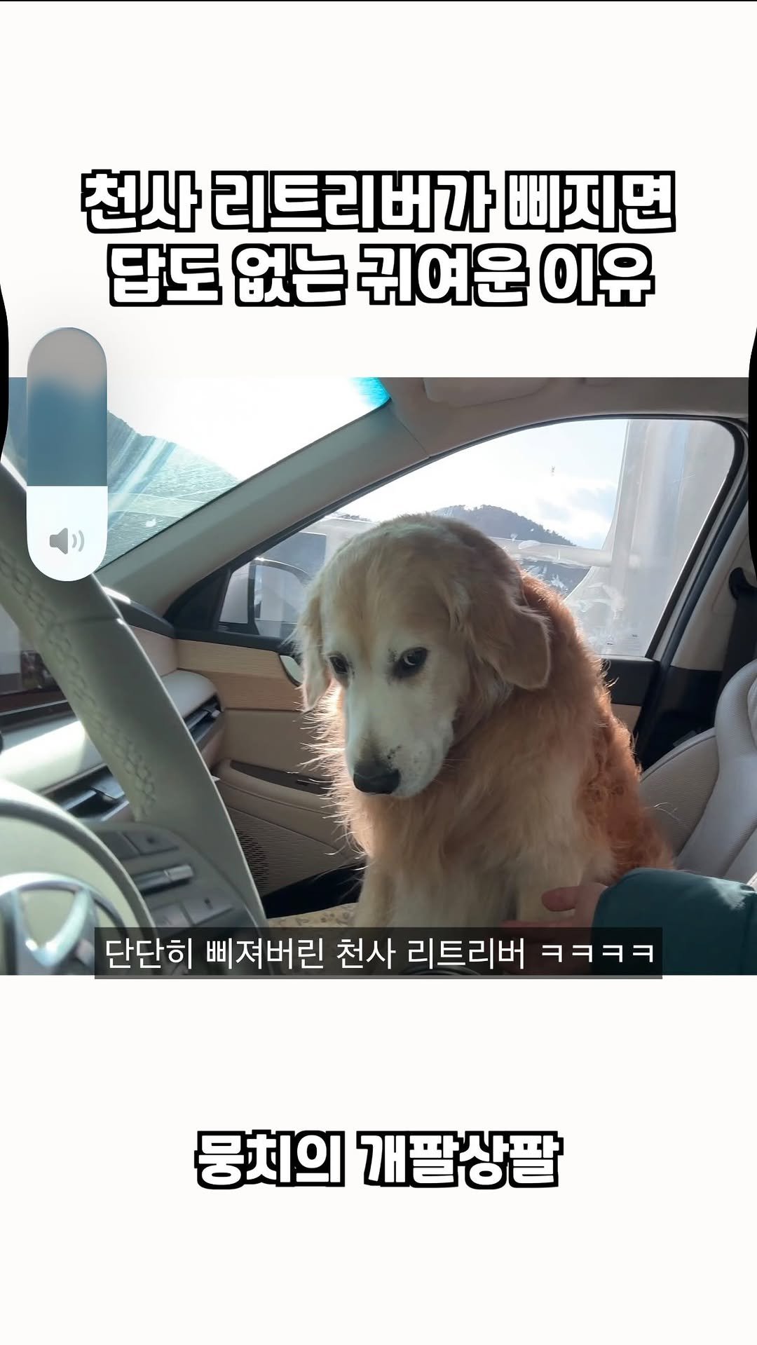 gaemungchi 게시물 이미지: -
천사 리트리버가 삐지면 답도 없는 귀여운 이유

우리개가 애비 다시 만나고 풀린...