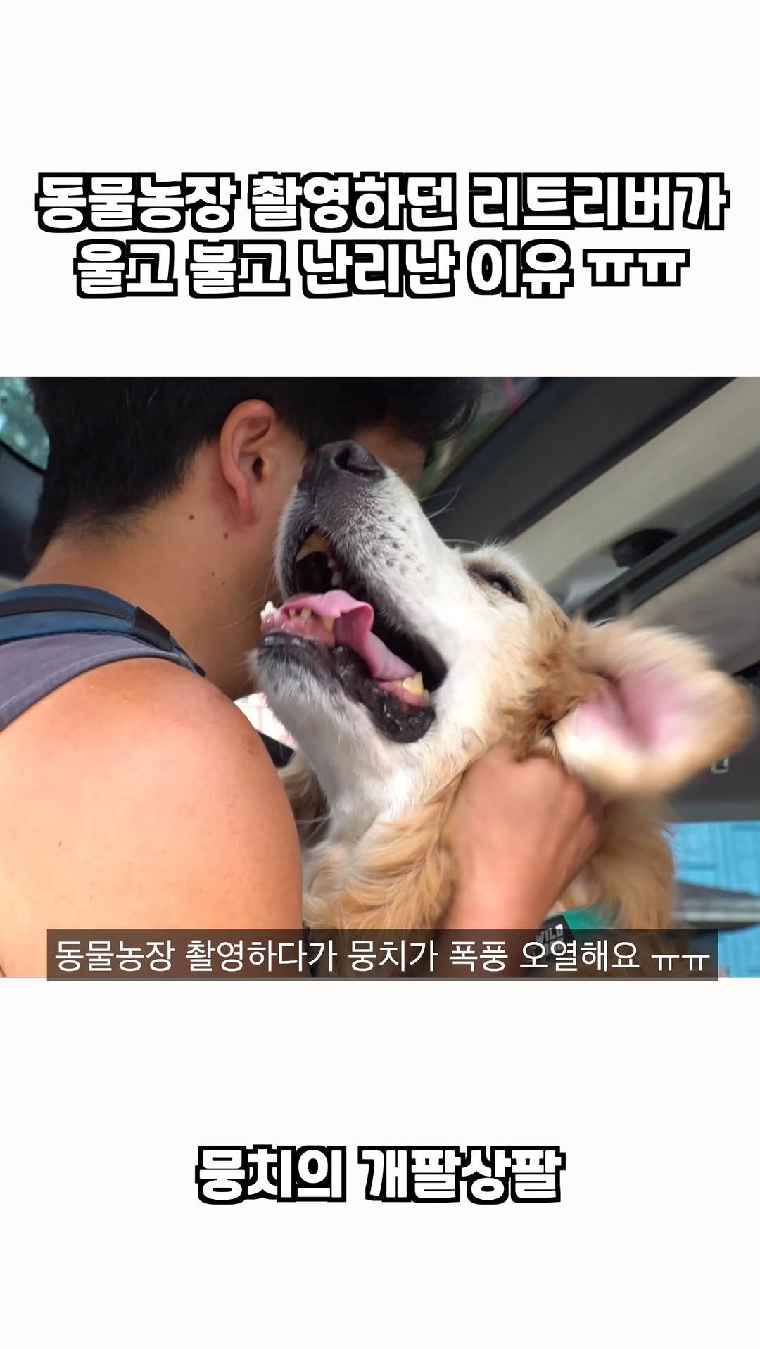 gaemungchi 게시물 이미지: -
동물농장 촬영하던 리트리버기 울고 불고 난리난 이유 ㅠㅠ

뭉치 수영 실력...
