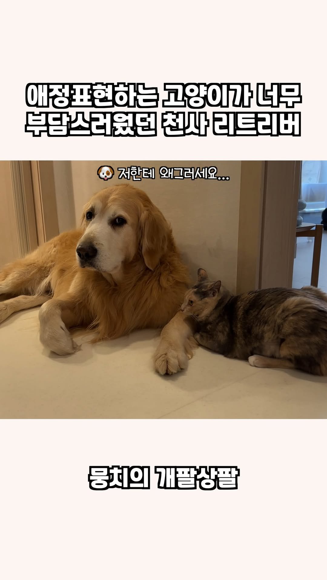 gaemungchi 게시물 이미지: -
애정표현하는 고양이가 너무 부담스러웠던 천사 리트리버
우리개는 덩치는 곰처럼...