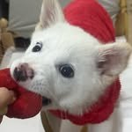 jindobada_ 프로필 사진