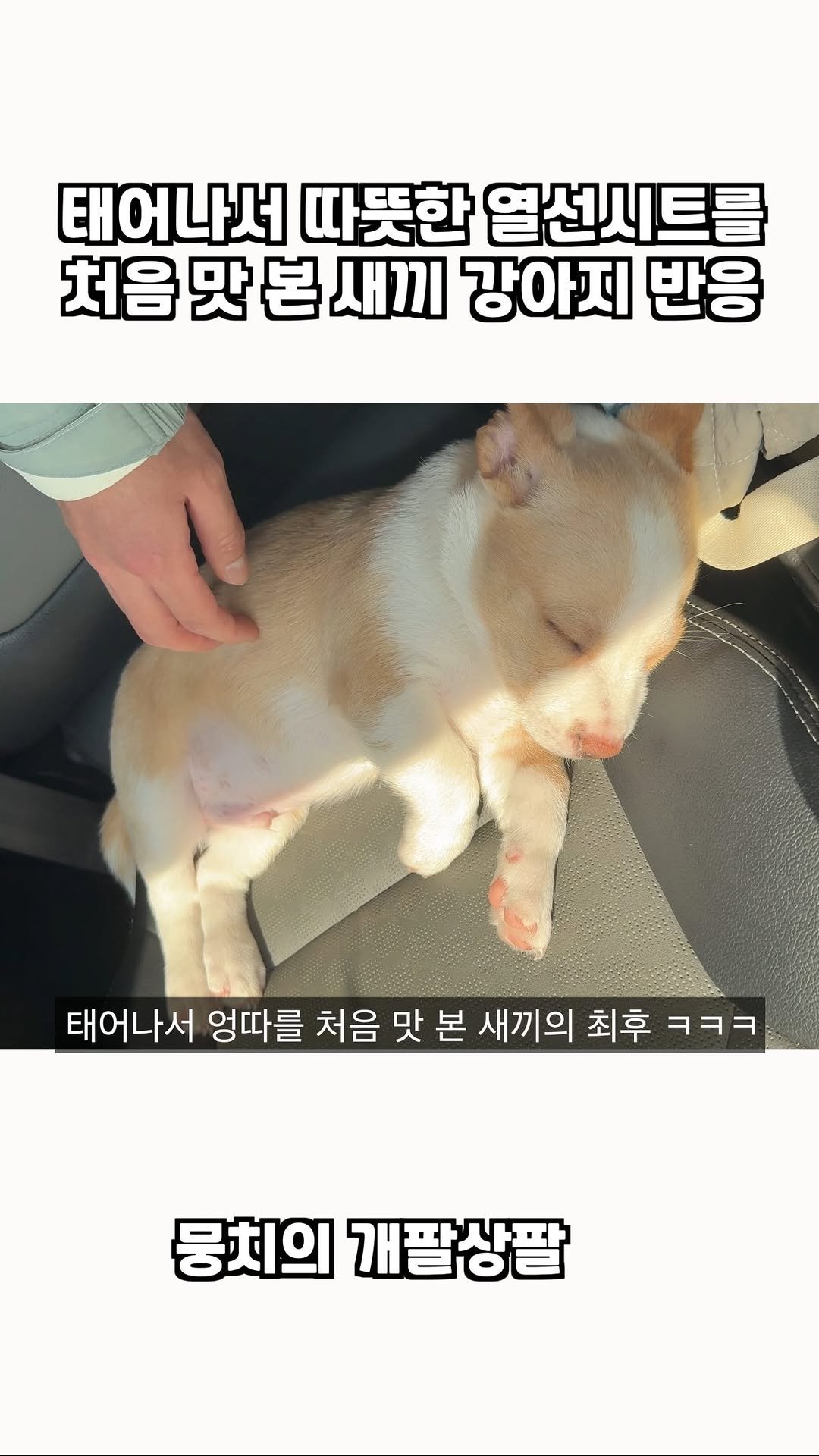 gaemungchi 게시물 이미지: -
태어나서 따뜻한 열선시트를 처음 맛 본 새끼 강아지 반응 ㅋㅋㅋ

현 밤빵이가...