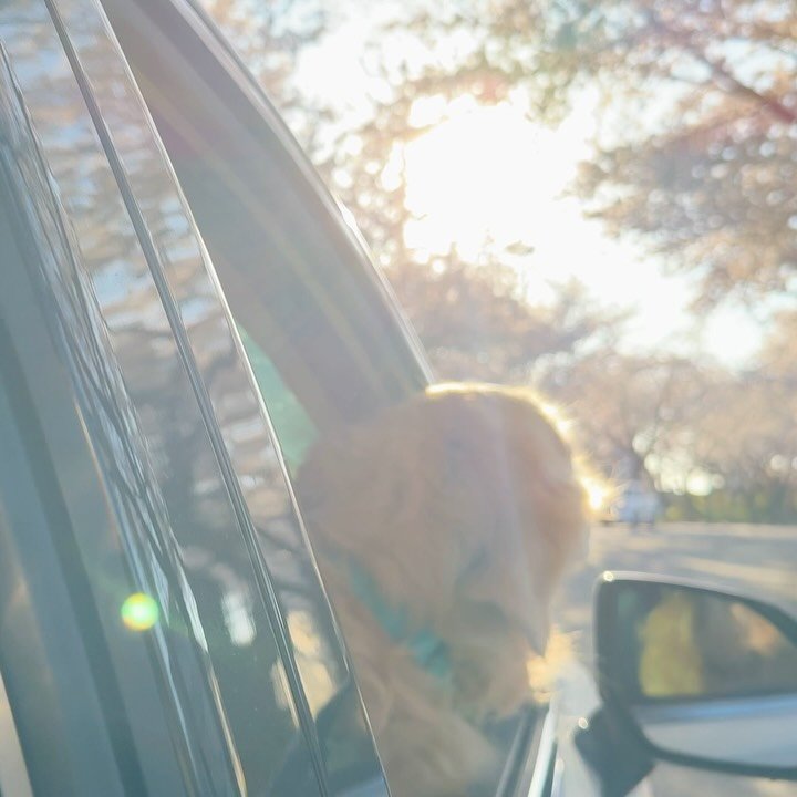 gaemungchi 게시물 이미지: -
꽃이 피고 지는 것처럼 때가 되면 돌아올 계절이라 생각하고 살았는데, 가끔은...