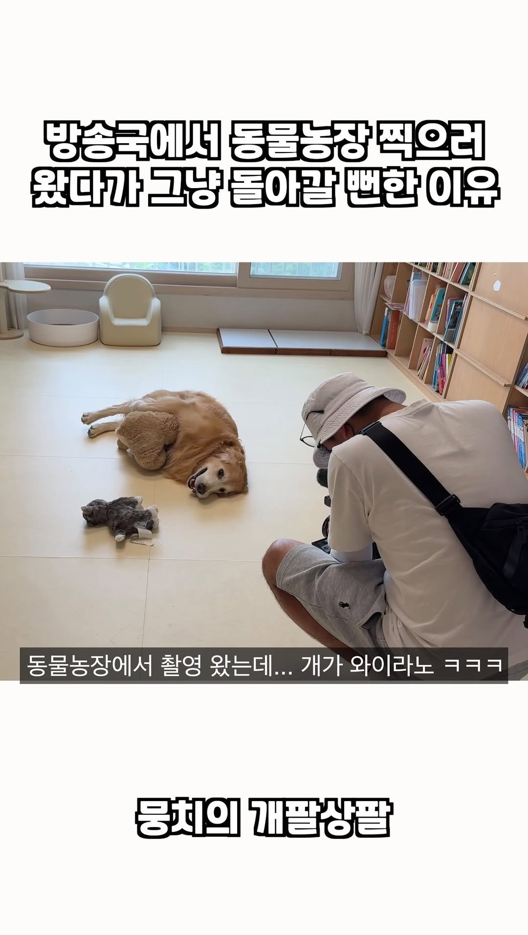 gaemungchi 게시물 이미지: 방송국에서 동물농장 찍으러 왔다가 그냥 돌아갈 뻔한 이유

물이면 환장하는 뭉치...