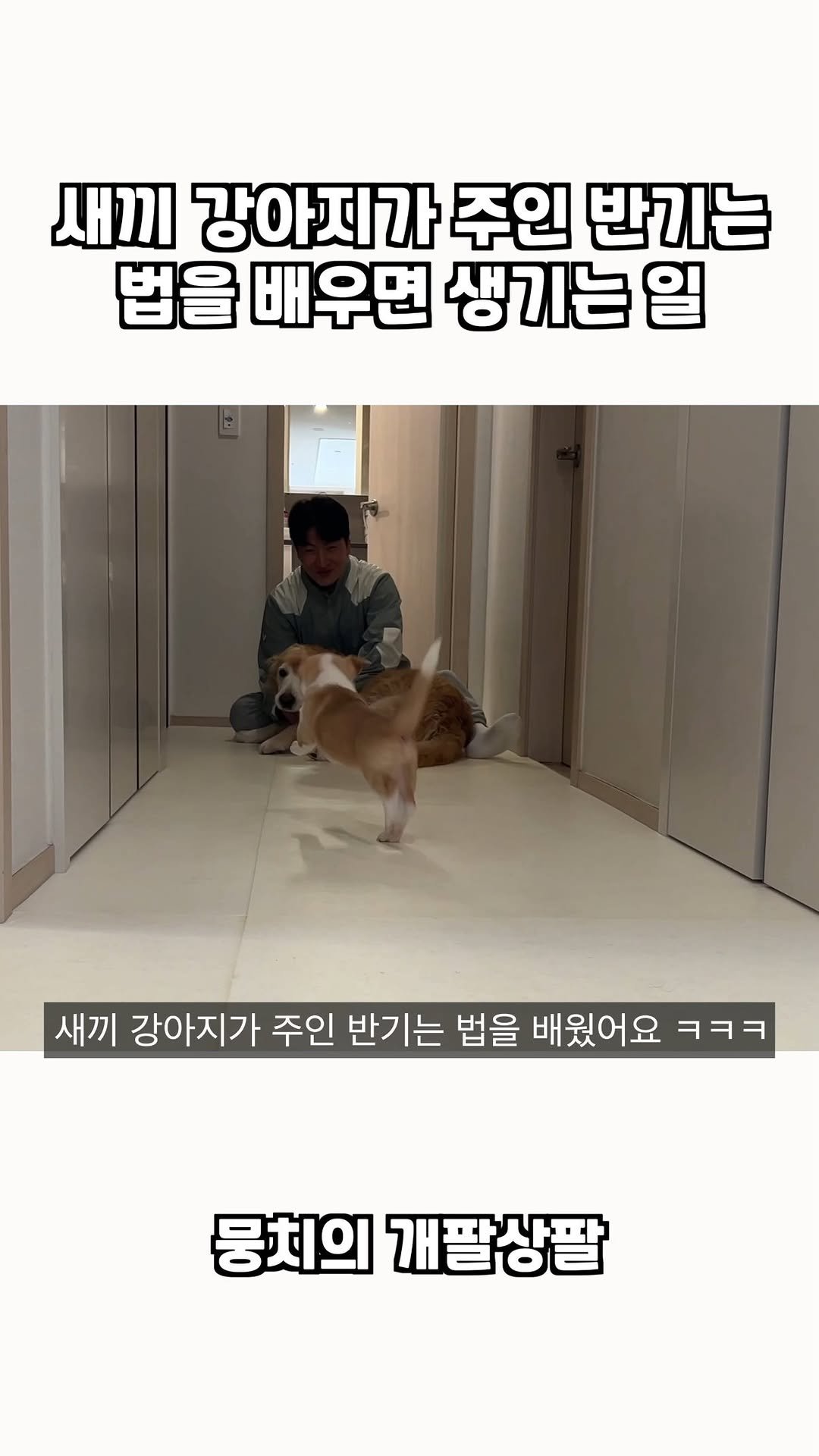 gaemungchi 게시물 이미지: -
새끼 강아지가 주인 반기는 법을 배우면 생기는 일 ㅋㅋㅋ

애비가 돌아오자...