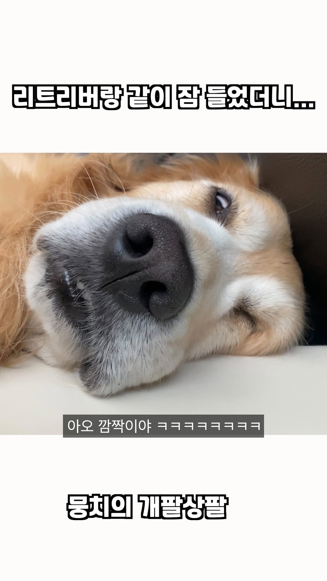 gaemungchi 게시물 이미지: -
리트리버랑 같이 잠들었더니…

뭉치랑 세상 오붓하이 잠들었는데..
아침부터...