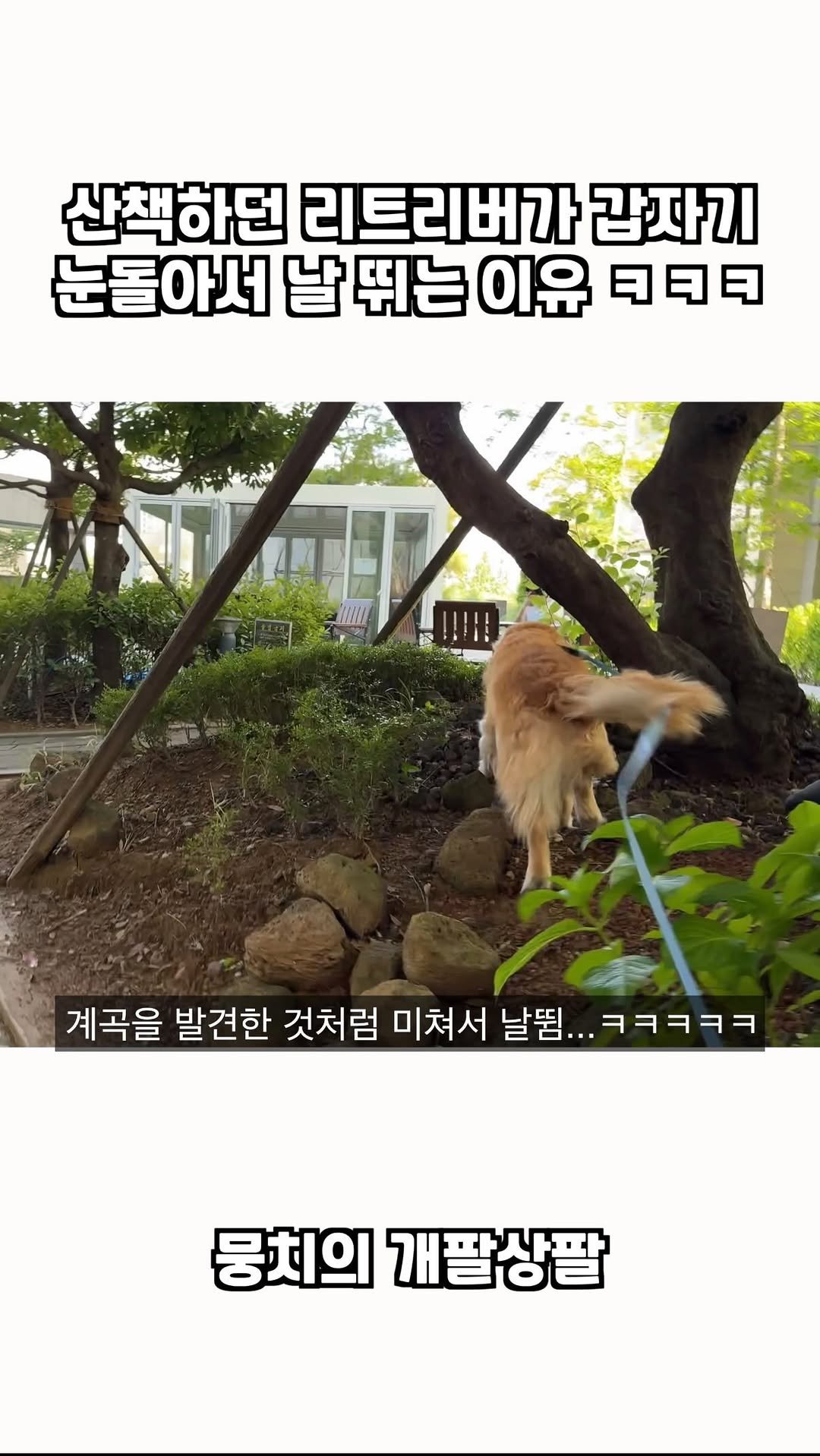 gaemungchi 게시물 이미지: - 
산책하던 리트리버가 갑자기 눈 돌아서 미쳐 날 뛰는 이유 ㅋㅋㅋ

뭉치가 산책...