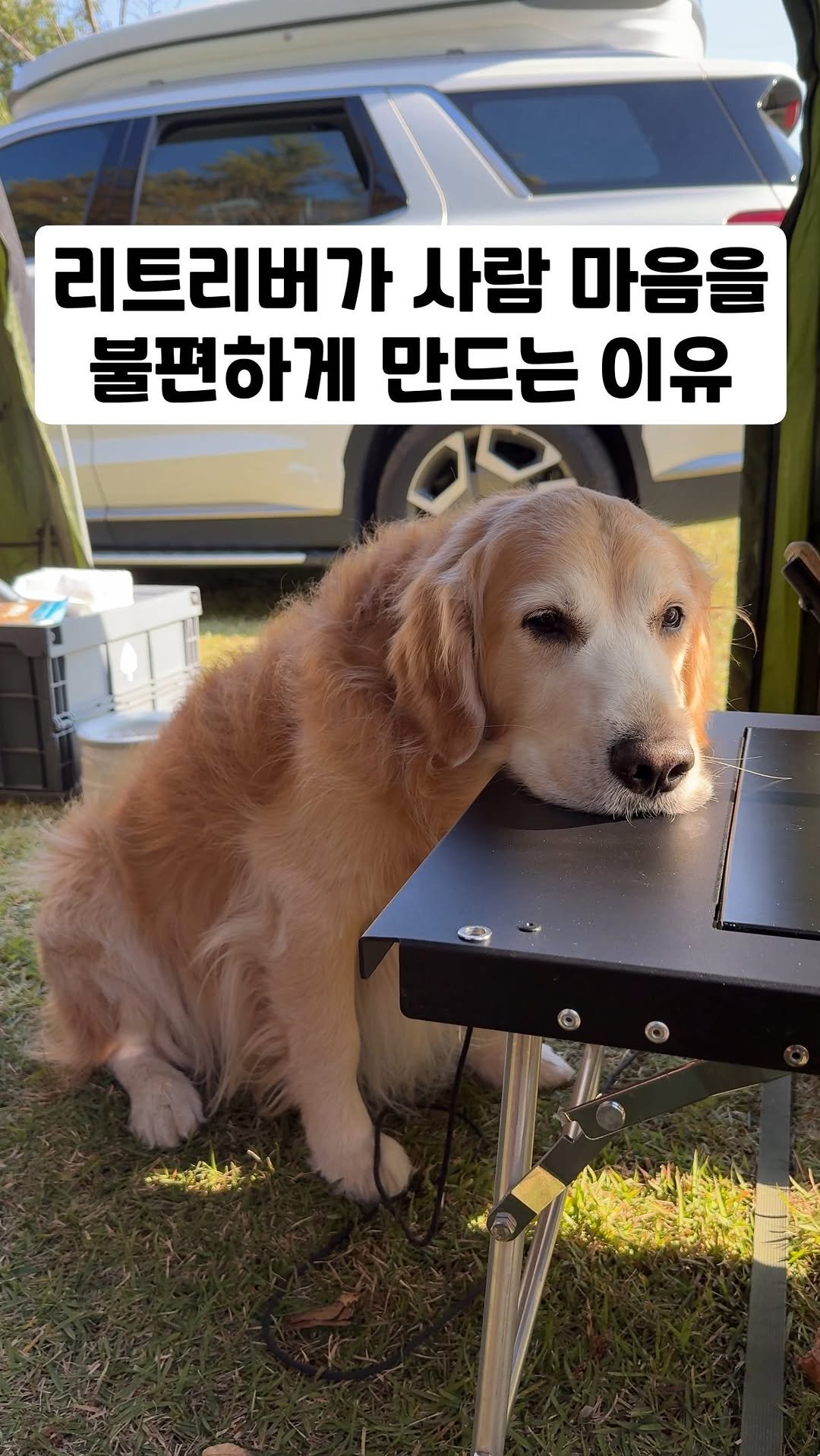 gaemungchi 게시물 이미지: -
리트리버가 사람 마음을 불편하게 만드는 이유 ㅋㅋㅋ

세상 불편하게 우리개가...