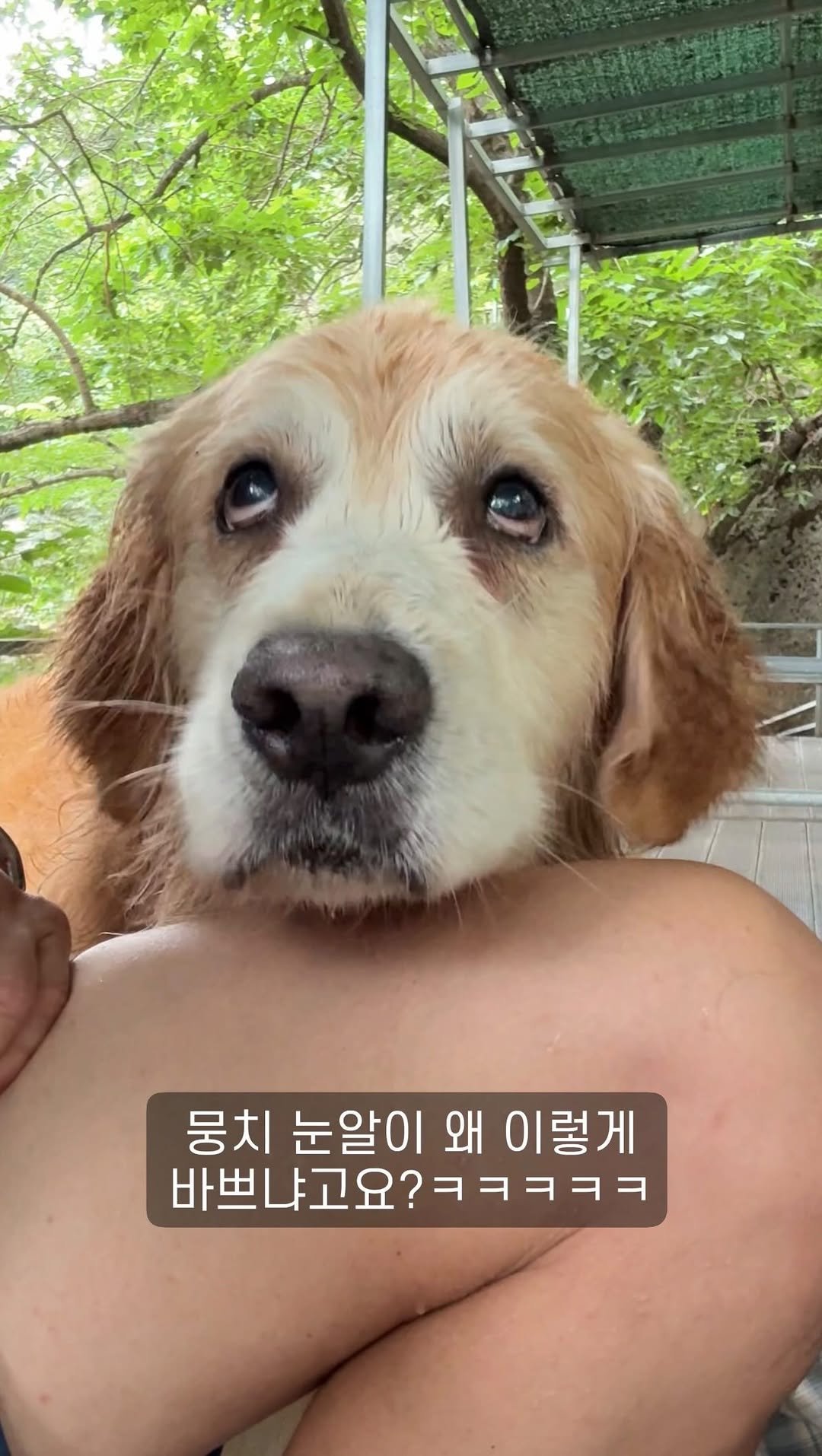 gaemungchi 게시물 이미지: -
리트리버 눈알이 세상 바쁘게 돌아가는 이유 ㅋㅋㅋ

우리개 눈알 돌아가는 소리...
