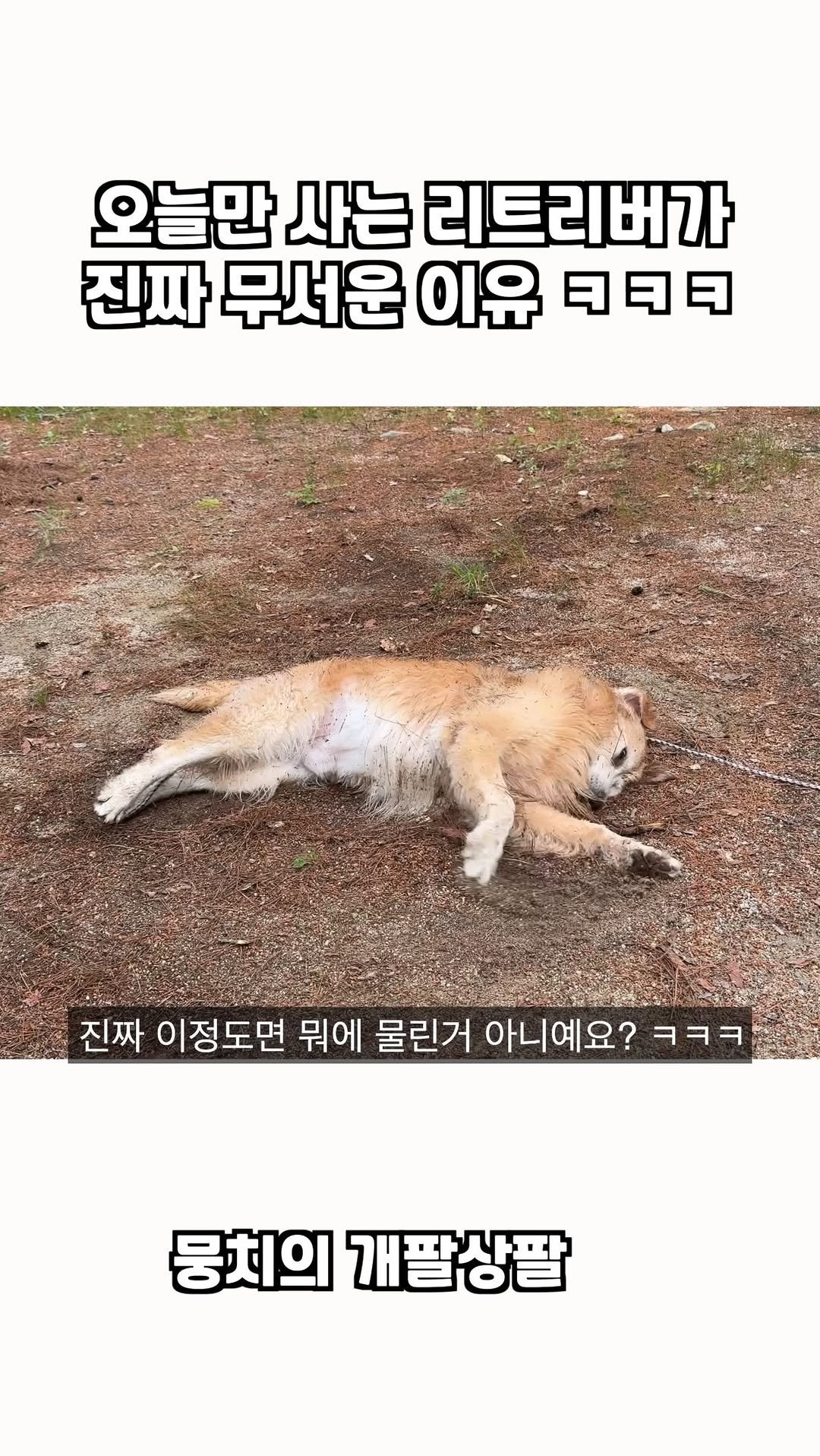 gaemungchi 게시물 이미지: -
오늘만 사는 리트리버가 진짜 무서운 이유 ㅋㅋㅋ

우리개 서터레스 풀어주러...