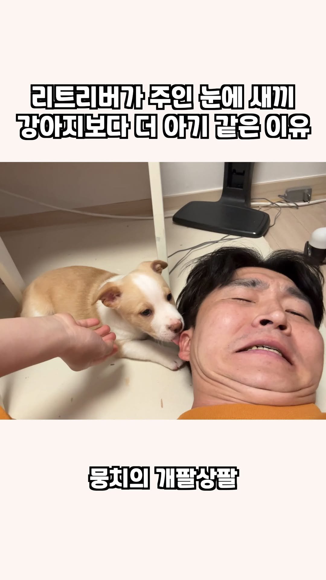 gaemungchi 게시물 이미지: -
리트리버가 주인 눈에 새끼 강아지보다 더 아기 같은 이유

식빵이도 아가라...