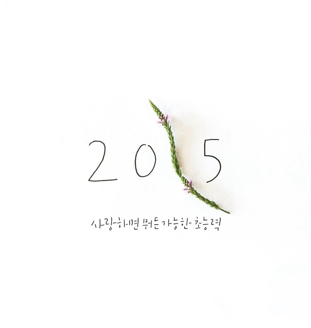 Photo by 갱년기스타 (갱년기공감&소통) on January 28, 2025. May be an image of globe amaranth, mistletoe cactus, prairie gentian, ivy, baby's-breath, seedlings, seedling, herb and text.