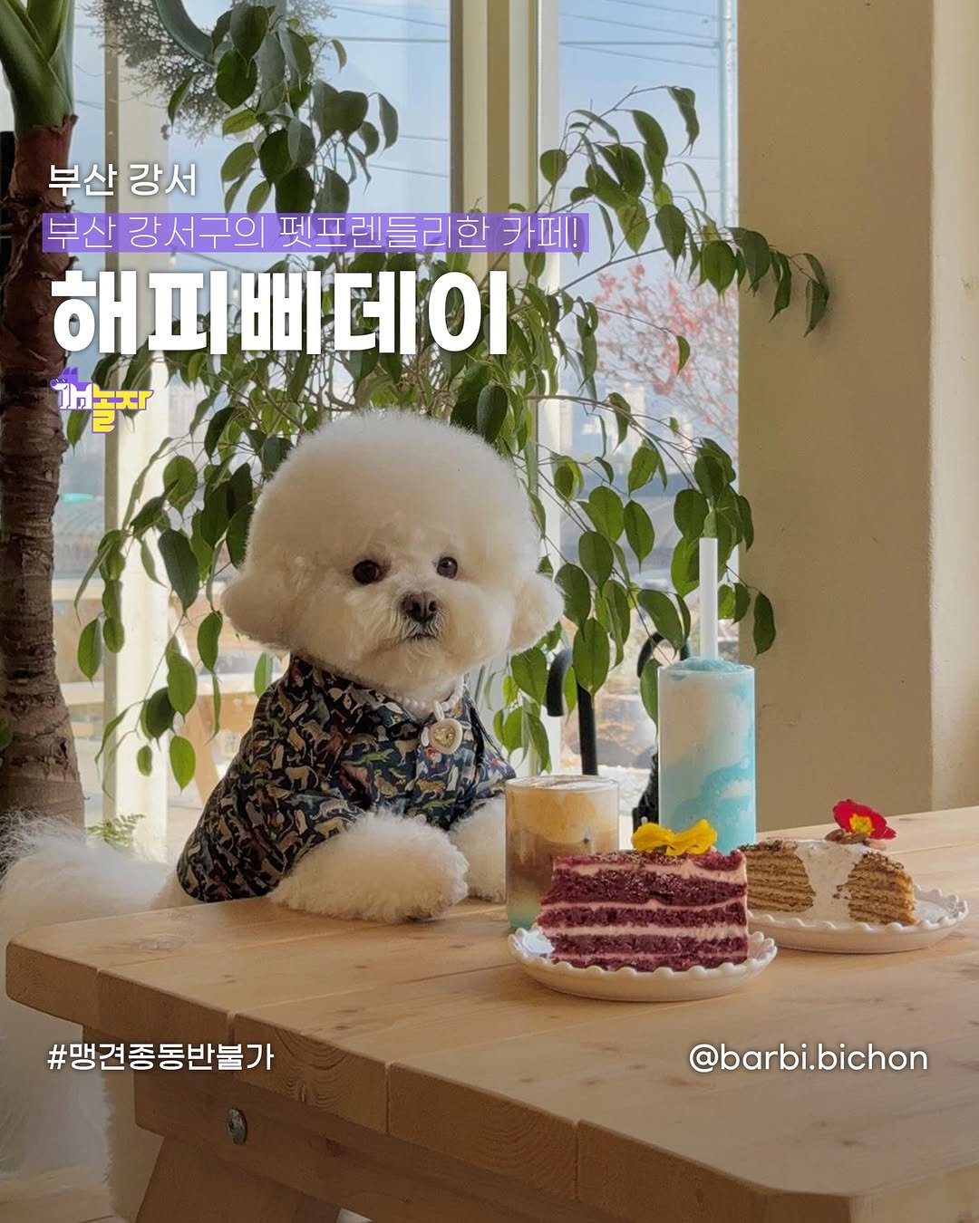 Photo shared by 개놀자 애견동반 반려동물 애견동반장소 애견동반앱 강아지 on April 10, 2024 tagging @barbi.bichon, and @hidden_daedong.
