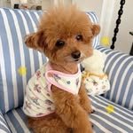 dangs_getit 프로필 사진