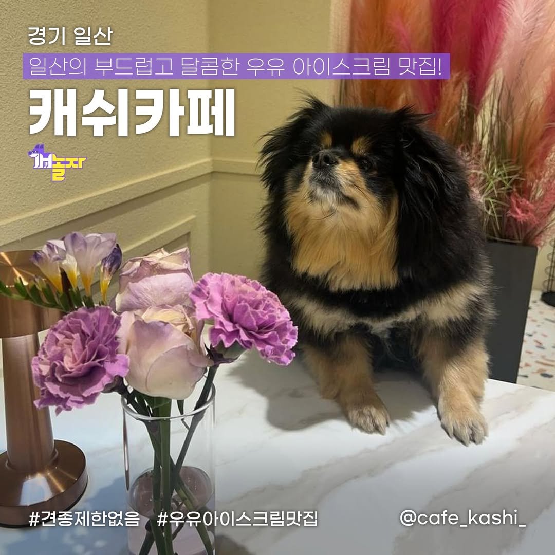 Photo shared by 개놀자 애견동반 반려동물 애견동반장소 애견동반앱 강아지 on July 16, 2024 tagging @cafe_kashi_.