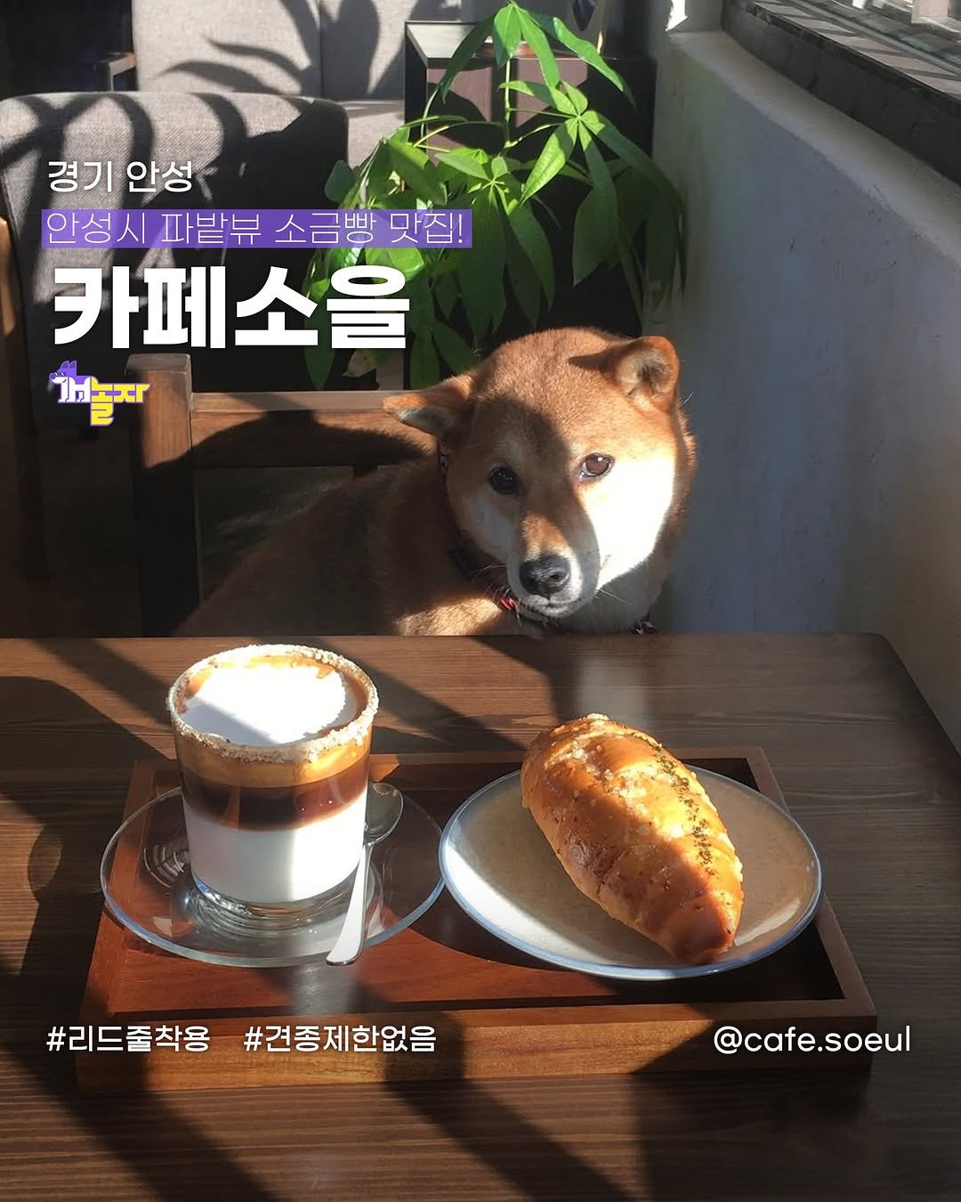 Photo shared by 개놀자 애견동반 반려동물 애견동반장소 애견동반앱 강아지 on January 02, 2025 tagging @cafe.soeul.