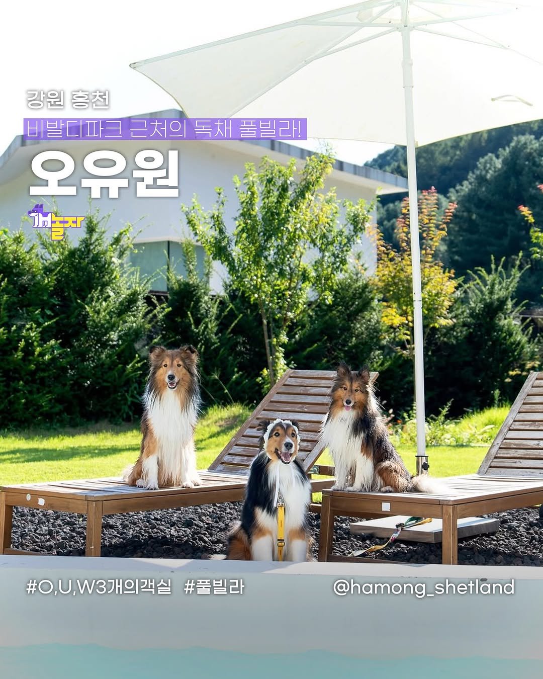 Photo shared by 개놀자 애견동반 반려동물 애견동반장소 애견동반앱 강아지 on December 26, 2024 tagging @hamong_shetland, and @stay_ouwon.