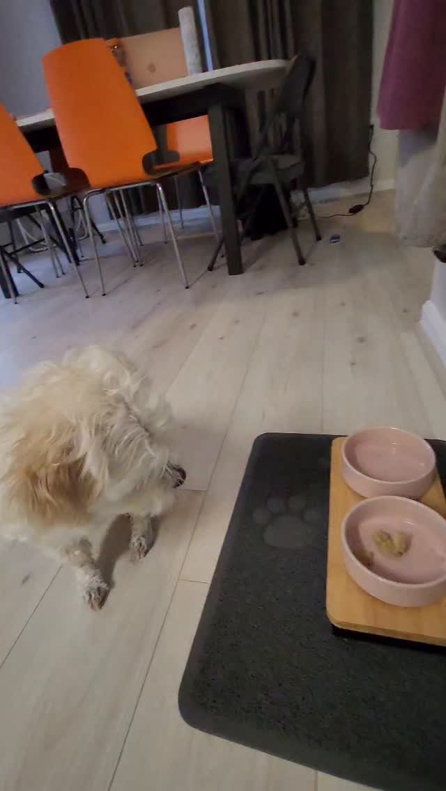 gangjjang337 게시물 이미지: 아멘 해야 먹는강아지
ㅎㅎ
신기해서