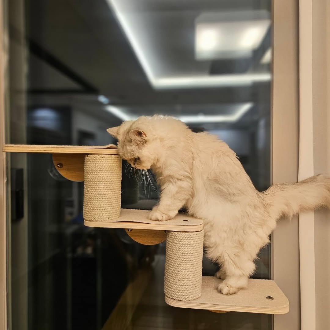 Photo by 최 강희 on August 28, 2025. May be an image of ragdoll cat.