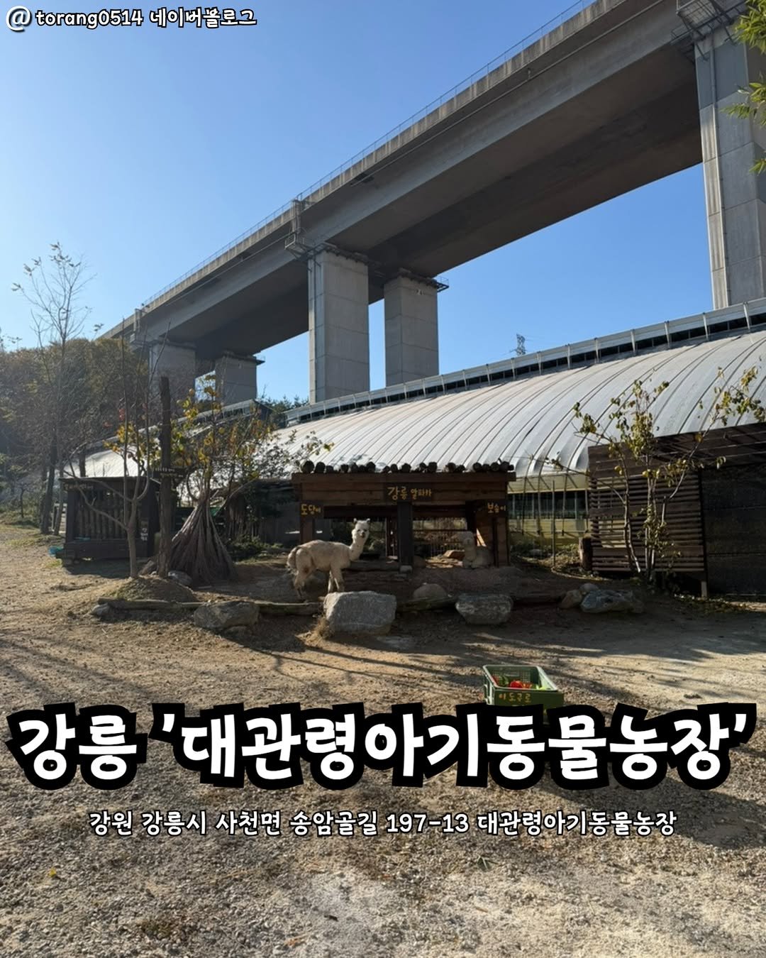 Photo by 강릉맛집 강릉핫플 속초맛집 양양맛집 동해맛집 강릉나드리 on December 20, 2025. May be an image of text that says '@torang0514네이꺼블로그 @ torang0514 네이버쁨로그 강릉 '대관령아기동물농장' 강원 강용시 사천면 송암골길 197-13 대관령아기동물농장 동물농장'.